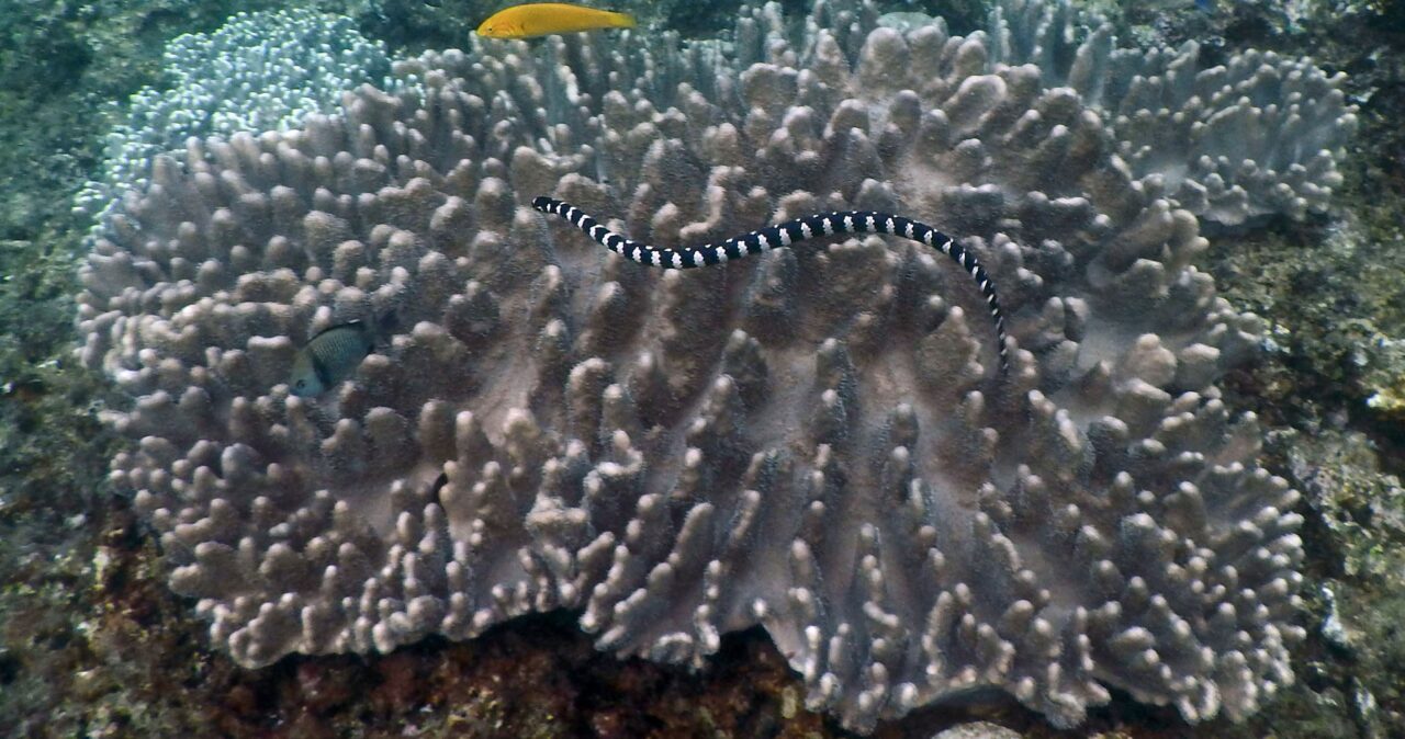 ウミヘビ類のゲノム解読に成功 海洋環境への適応進化の分子的基盤を探る 大学共同利用機関法人 自然科学研究機構 生命創成探究センター ウミヘビ類のゲノム解読に成功 海洋環境への適応進化の分子的基盤を探る 大学共同利用機関法人 自然科学研究機構 生命創成探究センター