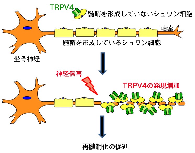 坐骨神経傷害からの回復にTRPV4イオンチャネルが関わることを発見