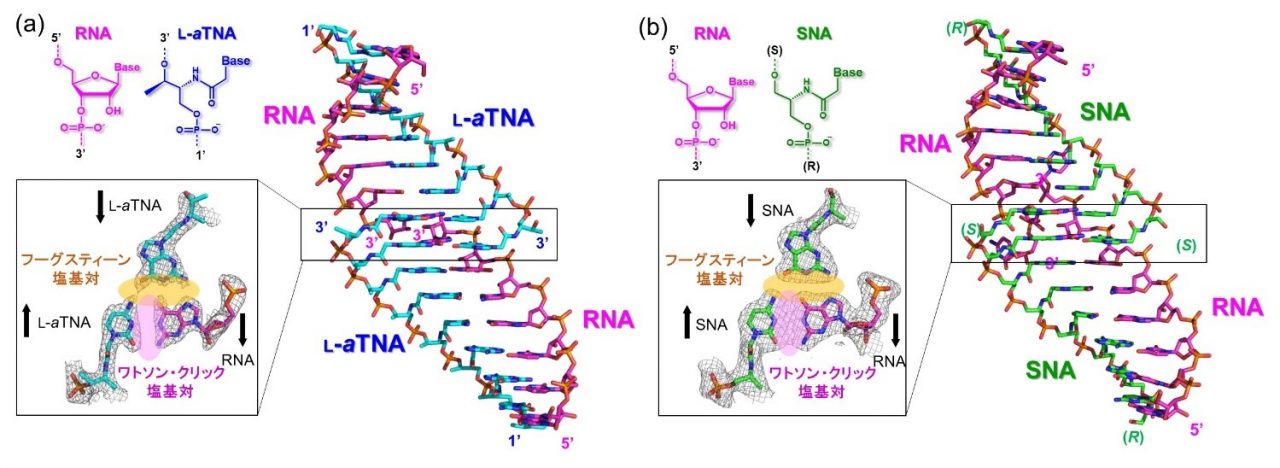 進化分子工学 高速分子進化によるタンパク質・核酸の開発  /エヌ・ティ-・エス/伏見譲（単行本） 核酸二重らせん構造に糖骨格は必要か？〜人工核酸の安定化の