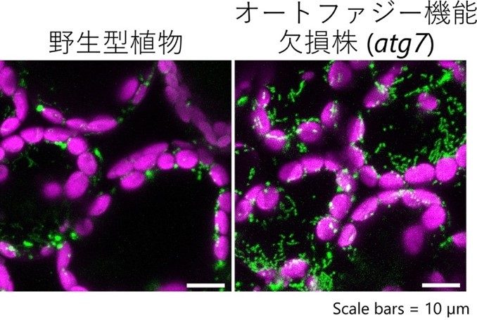 植物ミトコンドリアの品質管理経路を発見 －マイトファジーが