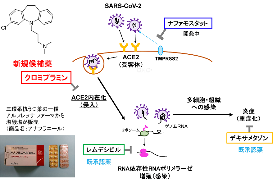 新型コロナウイルス（SARS-CoV-2）の細胞内侵入を防ぐ既存薬を同定