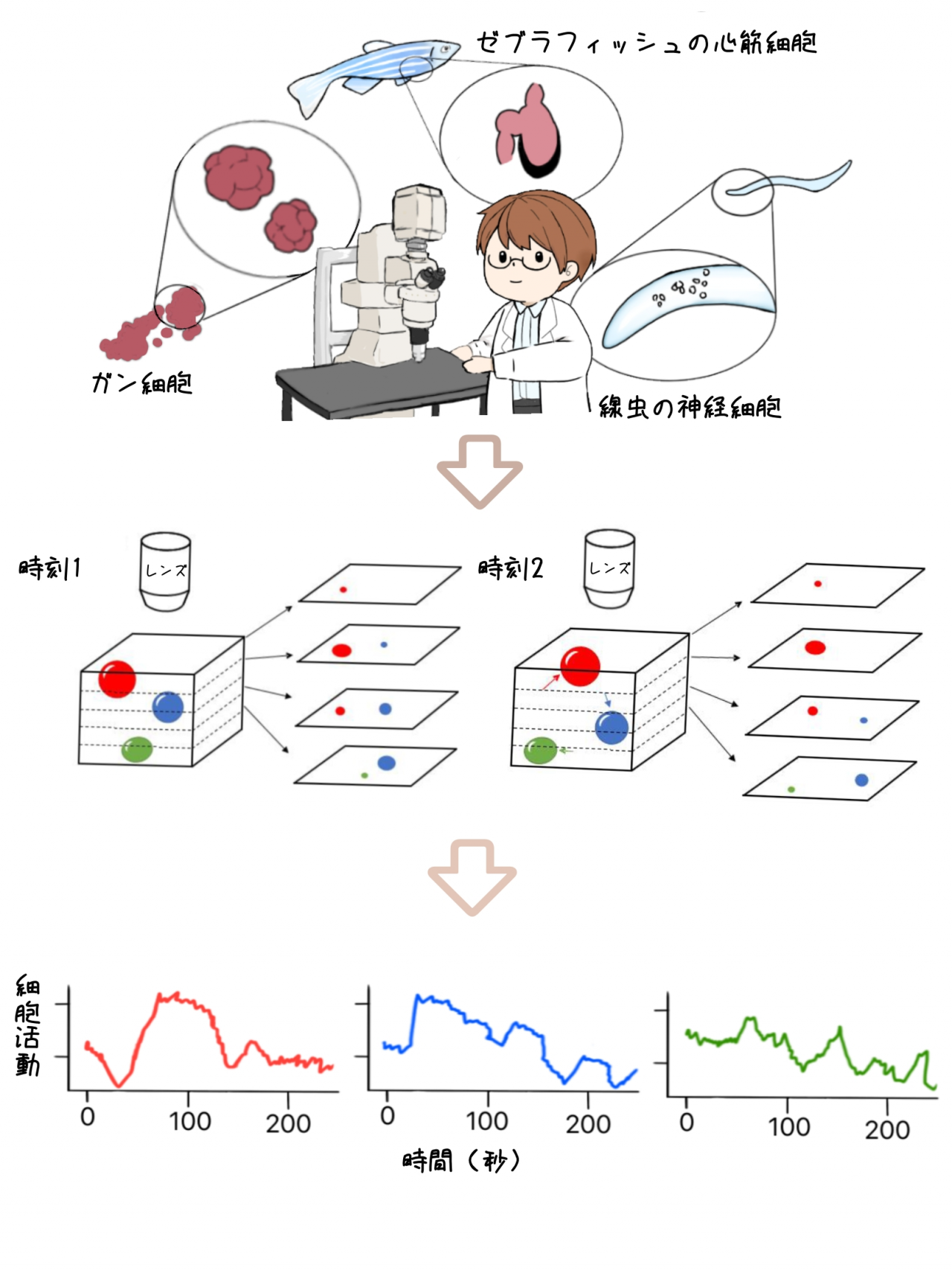 三次元ビデオ中の細胞集団を自動的に追跡する世界初の人工知能技術