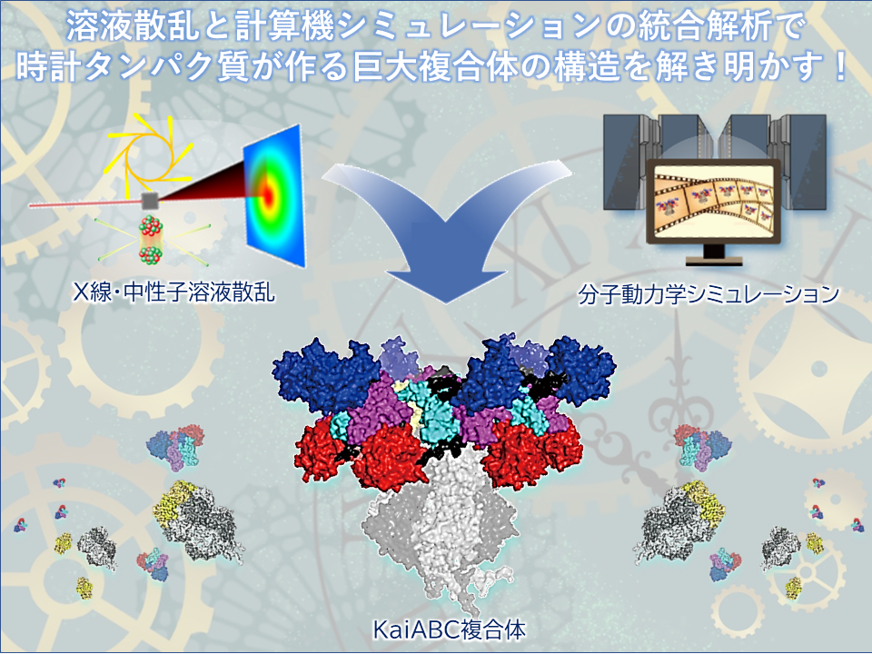 巨大タンパク質複合体による概日リズム制御 ―小角散乱と計算科学