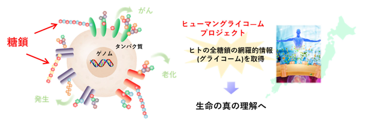 中古】 糖鎖生物学 生命現象と糖鎖情報 / 北島健 佐藤ちひろ