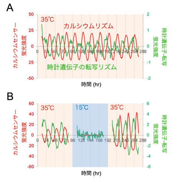 図4. 時計遺伝子の転写(緑)と細胞内カルシウムイオン濃度(赤)の概日リズム