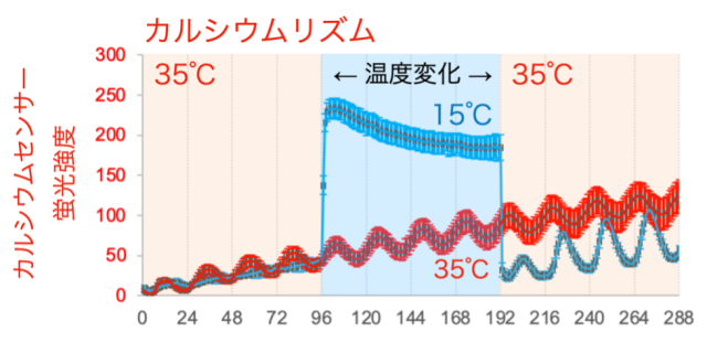 図5. 低温に暴露した概日カルシウムリズム