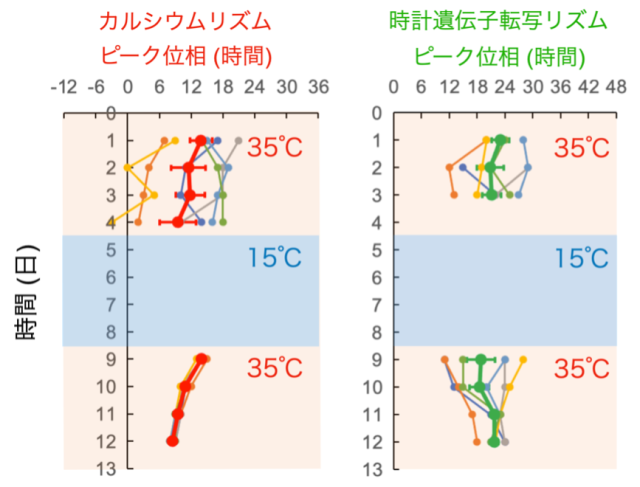 図6. 概日カルシウムリズムと時計遺伝子の転写リズムのピーク位相の経時変化
