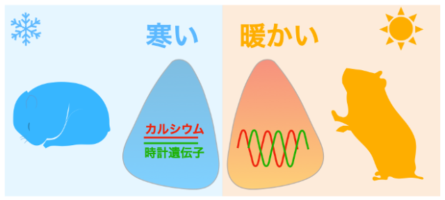 脳内の概日リズムの司令塔は低温で停止し､
再加温により時刻がリセットして再開することを発見
ー長年の謎であった冬眠時の概日リズムのメカニズムの理解に貢献
