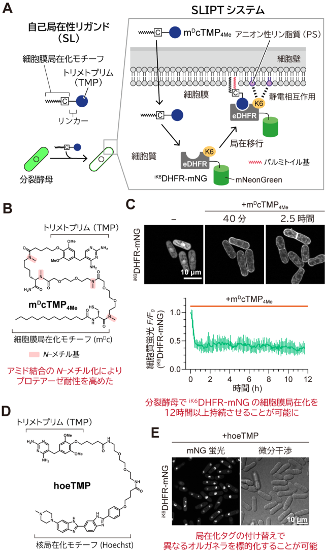 図１.分裂酵母用に最適化したSLIPTシステム
(A)細胞膜局在性の自己局在性リガンドを用いたiK6DHFR融合タンパク質の細胞質から細胞膜への局在移行誘導の概略図。(B)リンカー部位の4箇所のアミド結合をN-メチル化することによりプロテアーゼ耐性を高めた細胞膜局在性TMP（mDcTMP4Me）の分子構造。(C)プロテアーゼ耐性を高めたmDcTMP4Meを用いることでiK6DHFR-mNGの細胞膜局在化を12時間以上持続させることが可能。(D)核局在性TMP（hoeTMP）の分子構造。(E) hoeTMPを用いることでiK6DHFR-mNGを細胞質から核内に移行誘導することが可能。