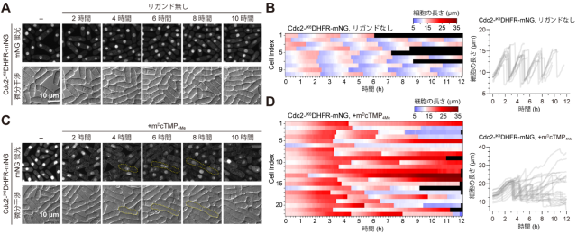 図２.SLIPTによる細胞周期の進行の阻害（A,B）mDcTMP4Meなしのときのタイムラプスイメージングと細胞長の経時変化。（C,D）mDcTMP4Me添加時のタイムラプスイメージングと細胞長の経時変化。