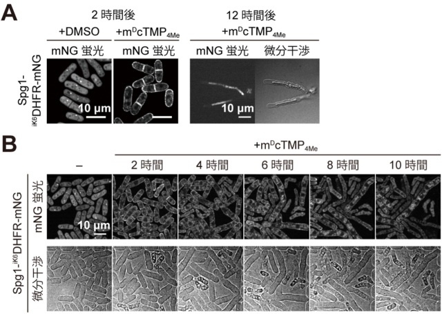 図3. 致死性遺伝子spg1の働きをSLIPTにより高い時間解像度で観察する。（Ａ）Spg1の細胞膜への局在変化（左）と、Spg1の機能が阻害され12時間後に形態以上を示した細胞（右）。（Ｂ）Spg1の細胞質／スピンドル極体の局在が、細胞膜に強制的に移行誘導されることで、分裂酵母の細胞分裂が阻害され、多核化が起こり、細胞長が伸長し続けた後に細胞死に至る一連のプロセスをタイムラプスイメージングで観察することに成功した。