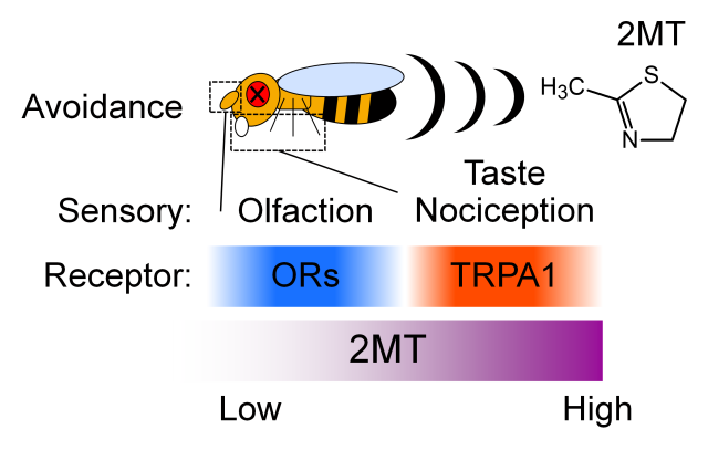 Sensory pathways in Drosophila to detect and avoid 2MT are shown. Flies escape from 2MT through olfactory, taste, and nociceptive sensory pathways. This study identified that TRPA1 expressed in taste and nociceptive sensory neurons play a major role in 2MT-induced aversive behaviors. Evaporated 2MT is also detected by ORs in olfactory pathway.