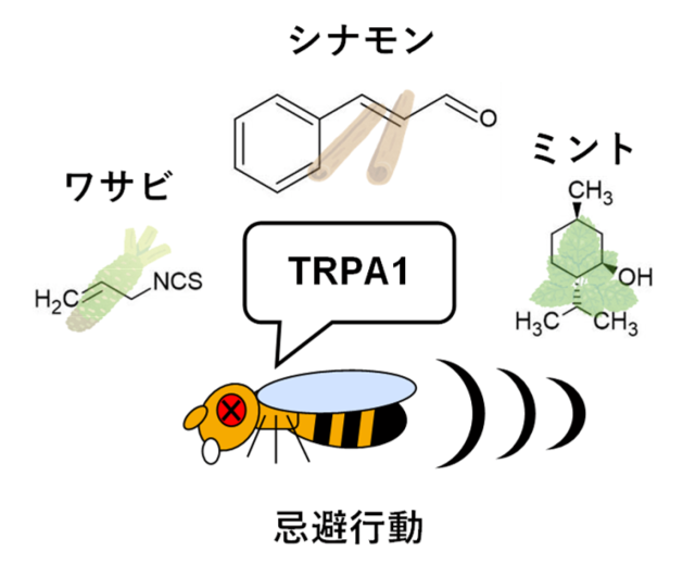 図1. 昆虫忌避剤としてのTRPA1刺激剤の可能性
様々な香辛料の成分が昆虫のTRPA1を刺激することで忌避行動を起こすことから、TRPA1の活性化剤が昆虫忌避剤として活用できる可能性があります。