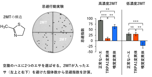 図2. 正常なハエと感覚センサー変異体の2MTの忌避性
行動実験により2MTへの忌避を測定したところ、高濃度の2MTに対して正常なハエ（灰色）は強い忌避を示しましたが、TRPA1変異体（赤）では忌避行動が消えました。低濃度の2MTに対してはTRPA1変異体（赤）も正常なハエ（灰色）と同じくらい忌避しましたが、嗅覚変異体では（青）では忌避が消えました。