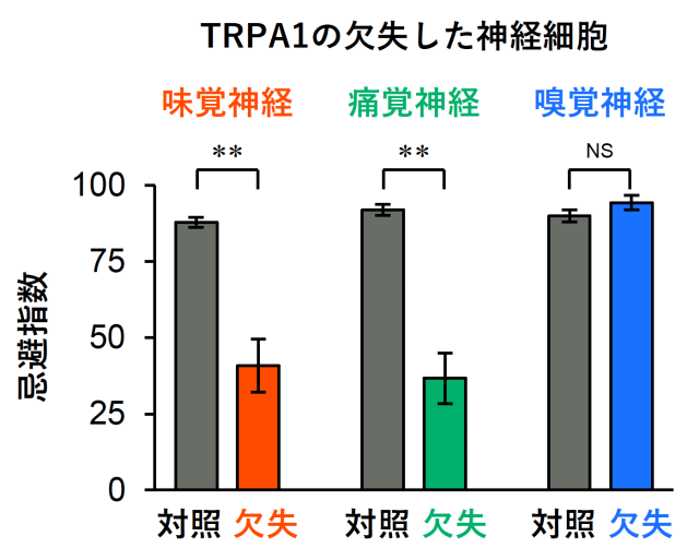 図3. 特定の感覚神経でTRPA1を欠失したハエの2MT忌避
遺伝子操作により味覚神経（赤）、痛覚神経（緑）、嗅覚神経（青）のTRPA1を欠失させたハエを作製し、2MTへの忌避を測定しました。味覚神経や痛覚神経のTRPA1が無いと忌避性が大きく低下しました。