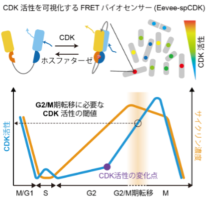 本研究成果のまとめ