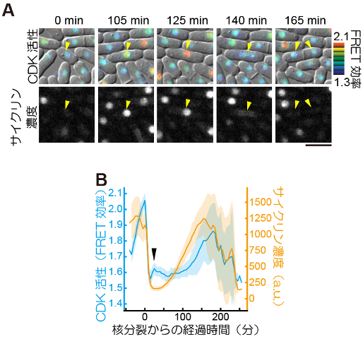 図2. Eevee-spCDKを用いた生細胞イメージング。

（A）Eevee-spCDKを導入した細胞群を5分おきに計測した実験における代表的な撮影像。Eevee-spCDKのFRET効率によって測られたCDK活性を青から赤への疑似カラースケールで示し（上）、その時の相対的なサイクリン濃度をサイクリンに融合した赤色蛍光タンパク質の蛍光輝度値で示した。写真上部の時間は、測定開始からの時間を表す。また、このタイムラプスイメージングにおける同一の細胞を、黄色の三角によって追跡している。スケールバー：10 μm。（B）各細胞ごとに測られたCDK活性とサイクリン濃度の時系列データの平均（実線）と標準誤差（影）。各時系列データは、その細胞の核分裂したタイミングからの経過時間によって示されている。図内の黒三角は、細胞周期のS期に対応する部分で、この時期にCDKがわずかに活性化している様子が読み取れる。