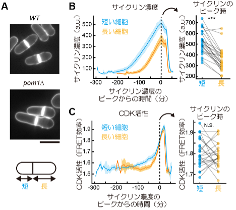 図3. pom1Δにおける細胞長の異なる娘細胞でのCDK活性の測定。

（A）野生株とpom1Δ株の比較。細胞壁と特異的に結合する蛍光物質（Calcofluor white）で細胞の輪郭を可視化した。pom1Δでは分裂面が中央からずれ、非対称に分裂する。スケールバー：10 μm。

（B、C）左のグラフは、pom1Δの長短それぞれの細胞で分類した、サイクリン濃度（B）とCDK活性（C）の時系列データの平均（実線）と95% 信頼区間（影）を示している。各時系列データは、その細胞のサイクリン濃度がピークに達したタイミング（G2/M期転移）からの経過時間によって示されている。右図では、グラフ内のひとつの丸が一細胞から得られたデータに対応し、黒い線は娘細胞をつないでいる。また図内の***は、二群間でのpaired T-testにおける統計検定量が0.05以下であったことを示し、N.S.は統計的優位性が認められなかったことを示す。