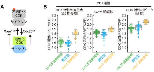 図4. Wee1とCdc25を過剰発現した分裂酵母株におけるCDK活性の測定。

（A）Wee1とCdc25がCDKを制御するメカニズムの概念図。Wee1とCDKは互いに不活性化し合い、Cdc25とCDKは互いに活性化し合うことで、それぞれフィードバックループを形成している。（B）Wee1またはCdc25を致死とならない範囲で最大限過剰発現した株それぞれについての、重要な細胞周期イベントにおけるCDK活性。グラフ内のひとつの丸が一細胞から得られたデータに対応する。