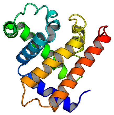 図1　ミオグロビンの立体構造

リボンは2次構造であるαヘリックスを表す。構造を見やすくするため、ミオグロビンが結合するヘムは省略した。
