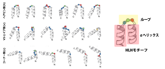 図2　18個の典型的なHLHモチーフ


自然界で典型的に観測されるHLHモチーフ18個それぞれが、リボンで表されたαヘリックスと、それらを連結するループで表されている。球はターンを構成する、ひとつずつの
アミノ酸残基を表現し、球の色はそれらアミノ酸残基のおおよその局所的な形状を表す。折れ曲がり角度の程度によって、ヘアピン型(h)、Vシェイプ型(v)、コーナー型(c)の3つに分類されている。