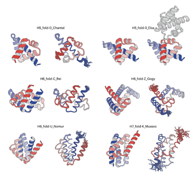 Figure: De novo designed all-α proteins with complicated shapes. H5_fold-0_Chantal, H5_fold-0_Elsa, H6_fold-C_Rei, H6_fold-Z_Gogy, H6_fold-U_Nomur, and H7_fold-K_Mussoc are presented. For each de novo designed protein, the computational model is shown on the left, and the solved experimental structure is on the right.