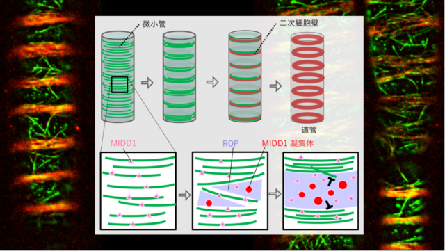 植物の”水道”の形成を制御するタンパク質の機能を明らかに
～細胞壁形成の制御機構の解明へ大きな前進～