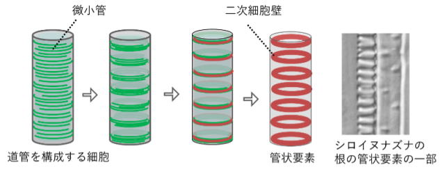 図１　管状要素の分化過程における微小管の変化と二次細胞壁の形成。イラストは原生木部における管状要素の分化過程を示す。右の写真は透明化したシロイヌナズナの根の微分干渉顕微鏡像。