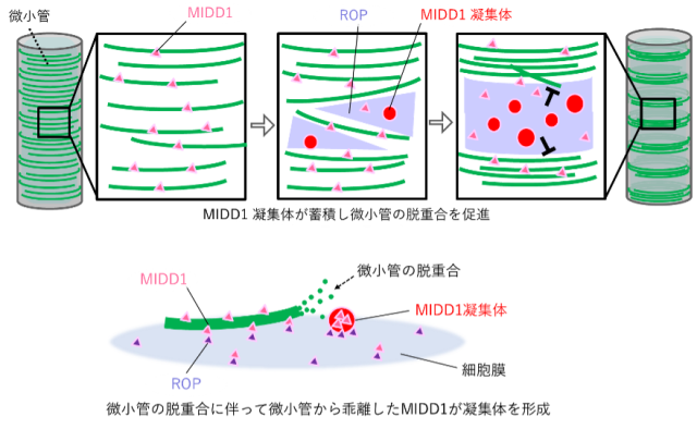 図３　MIDD1の凝集体形成による微小管の制御。（上段）細胞が菅状要素に分化する過程でROP依存的にMIDD1凝集体が蓄積し、微小管の脱重合を促進する。（下段）微小管に付随したMIDD1が微小管の脱重合に伴って微小管から乖離しMIDD1凝集体を形成する。このＭＩＤＤ１はＲＯＰにより細胞膜に渓流されていると考えられる。