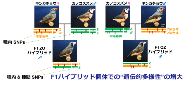 図1. 今回の研究で用いたキンカチョウとカノコスズメを親とした異種間交雑F1ハイブリッドの実際。

ゲノムDNAに存在する遺伝的多型（SNP:一塩基多型等）情報を両親種から受け継ぐためF1ハイブリッド個体で遺伝的多様性の増大が起こる。