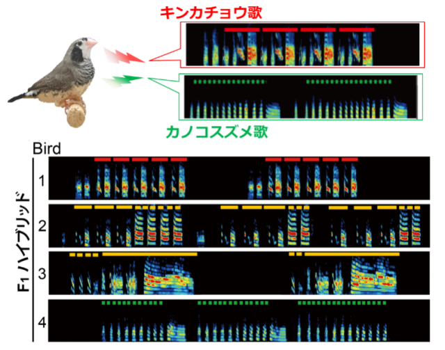 図2. ハイブリッド個体に対する歌学習モデル（両種の歌を聞く）実験と、実際に獲得された歌パターン（ハイブリッド４個体分）。

スペクトログラム（声紋）：音をフーリエ変換して可視化したもの。横軸が時間、縦軸が音の高さ、色のが音の強さを示す。似た音は、似た模様になる。