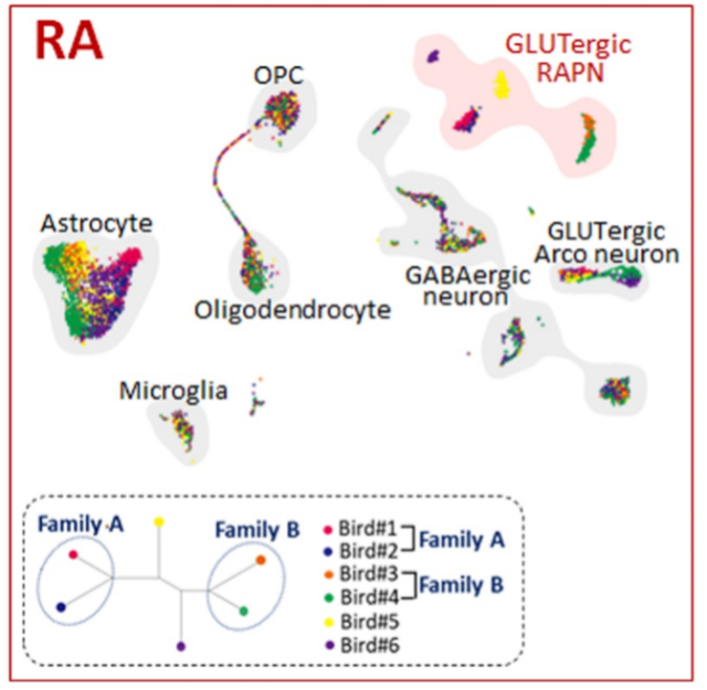 図3. １細胞（シングルセル）遺伝子発現解析UMAPの実際。

各色が各ハイブリッド個体（6個体分）を示し、一つの点は一つの細胞を示す。近くに集まった点は、似た遺伝子発現プロファイルをもつ細胞対応であることを意味する。

GLUTergic RAPN(歌神経核RAの興奮性投射神経細胞)のみで、個体ごとに細胞の分布が異なっている。その他の細胞タイプでは、6色の細胞が固まって集まっている。興味深いことに、興奮性投射神経細胞では、同じ家族由来の兄弟は近くに集まっている。実際、発声特性のバイアスも兄弟では似ている。