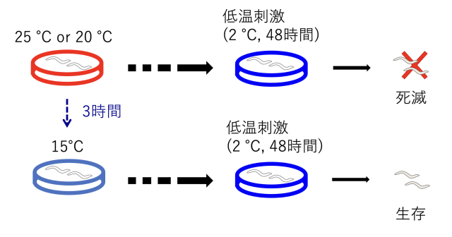 図1 線虫の低温耐性と温度順化

15℃で飼育された線虫は、２℃に置かれても生存できるが（低温耐性）、25℃で飼育された線虫は2℃に置かれると死滅してしまう。15℃で飼育された線虫を25℃で3時間飼育すると低温耐性を失い、死滅する（温度順化）。