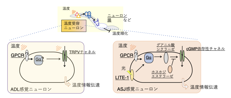 図2　低温耐性や温度順化に関わる温度受容ニューロン

　ADL温度受容ニューロンでは、温度感受性TRPVチャネルが温度受容ニューロンの活性化に関わり、ASJ温度受容ニューロンはcGMP依存性チャネルを介して低温耐性を負に制御する。