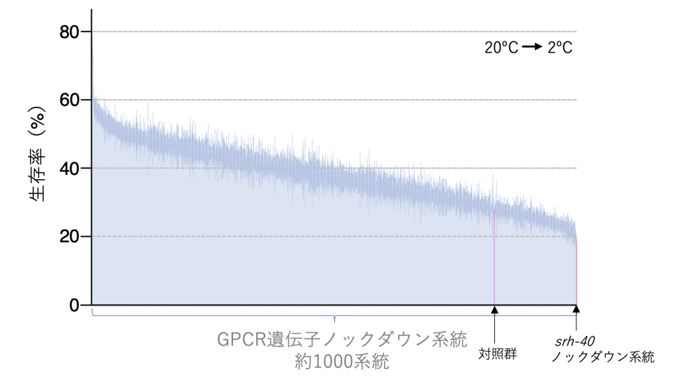 図3. GPCR型温度センサー分子のRNAiスクリーニング
Ｃ．エレガンスに存在する約1000個のGPCR遺伝子について1個ずつ遺伝子ノックダウンを行い、低温耐性を調べた。対照系統と比較して低温耐性に異常を示すsrh-40遺伝子などのノックダウン系統を同定した。