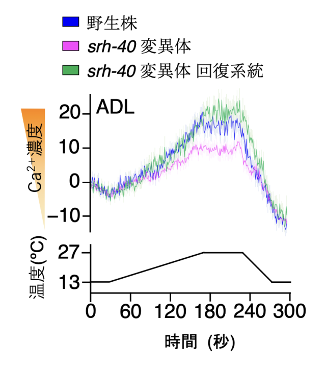 図4. srh-40変異体の温度順化
野生株は15℃飼育後に25℃で3時間静置したのちに2℃の低温刺激を与えると死滅するのに対して、srh-40変異体は高い生存率を示しました。また、srh-40変異体の異常は、正常な srh-40遺伝子を導入すると回復しました。