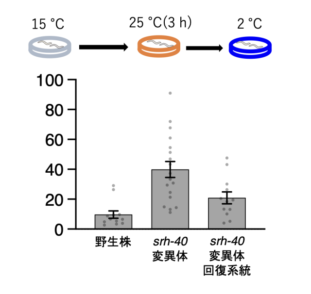 図5. srh-40変異体の温度応答性

srh-40変異体のADLは温度に対する反応が低下する異常を示す。このsrh-40変異体の反応低下は、ADLに正常なsrh-40遺伝子を導入することで回復する。
