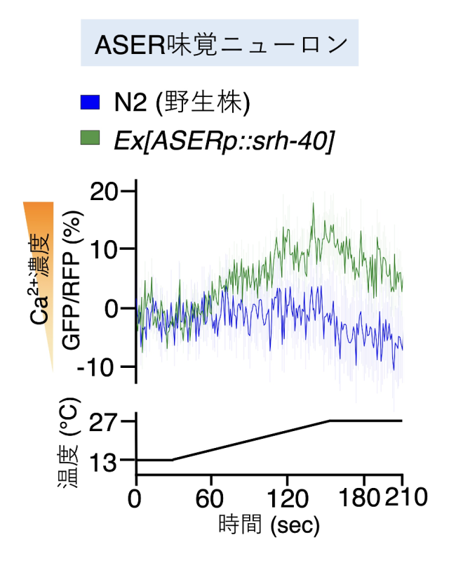 図6. 線虫の味覚ニューロンへのSRH-40の強制発現

SRH-40を線虫の味覚ニューロンに強制発現させ、温度刺激に対する反応を測定した結果、温度上昇に対してカルシウムイオンの上昇を示した。