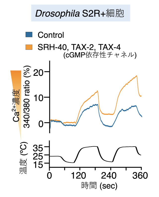 図7. 昆虫細胞へのSRH-40強制発現の解析

SRH-40を昆虫細胞に強制発現させ、温度に対する反応を測定した結果、SRH-40を発現させた昆虫細胞は温度上昇に対してカルシウムイオンの上昇を示した。