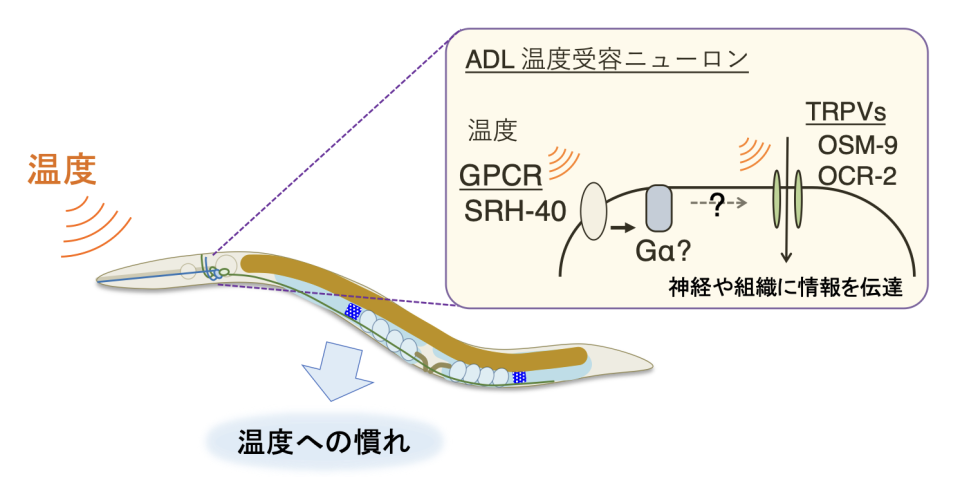 図8. 温度順化を制御するADL温度受容ニューロンの分子経路モデル

ADLではGPCR SRH-40と温度感受性TRPV OSM-9 OCR-2が温度を受容し、下流で機能する神経や組織などに情報伝達することで個体の温度順化を制御している可能性が考えられる。