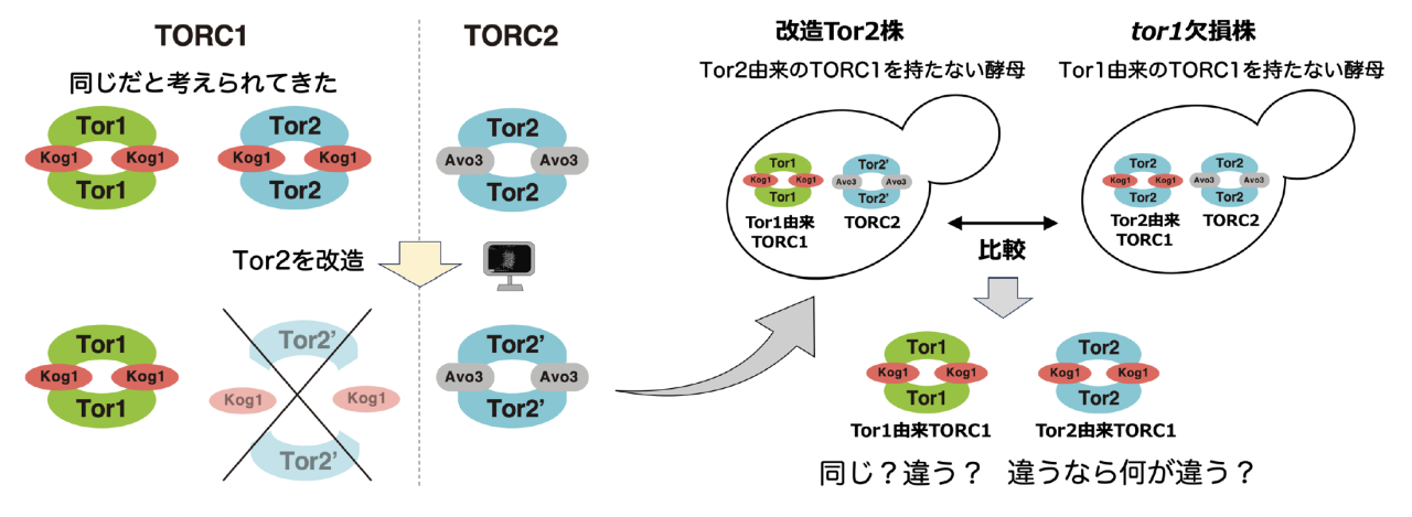 図1. トア複合体を改造して、二つの複合体が同じか違うか調べる