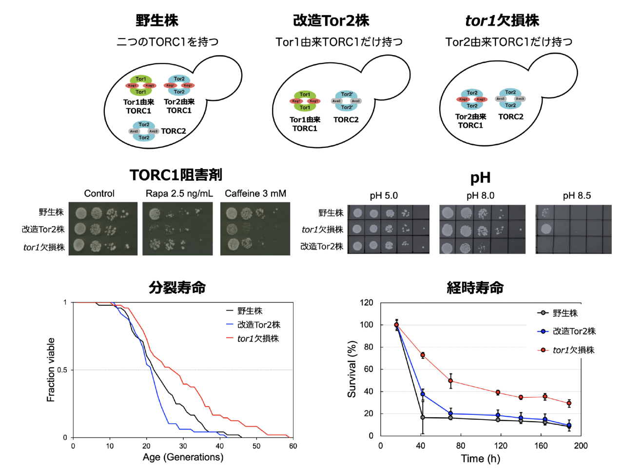 図3. 改造Tor2株とtor1欠損株では様々な点で異なる
