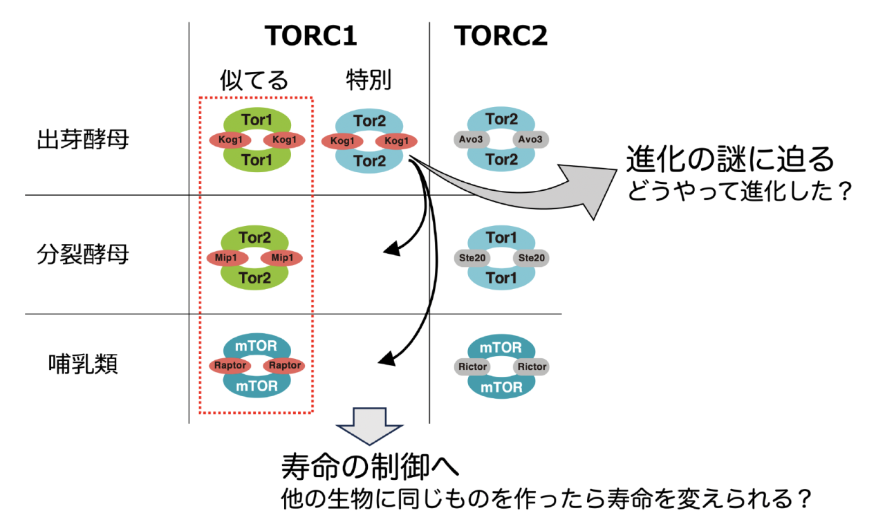 図4. 進化や寿命の研究に役立つ