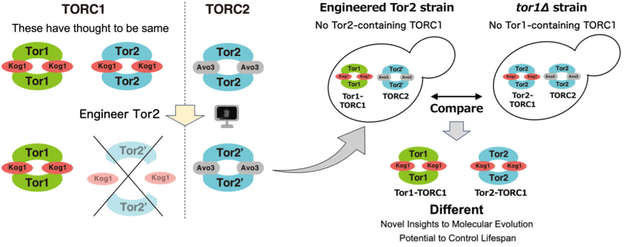 Engineer yeast Tor Complexes and reveal differences of two complex states, previously thought to be same