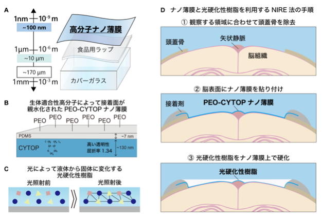 図1. ナノ薄膜と光硬化性樹脂を用いた観察窓の作成法「NIRE法」
A.	ナノ薄膜、食品用ラップ、カバーガラスの厚さ比較。ナノ薄膜の厚さは食品用ラップのわずか100分の１程度。
B.	PEO-CYTOPナノ薄膜の模式図。
C.	光硬化性樹脂の模式図。
D.	NIRE法の実施方法。