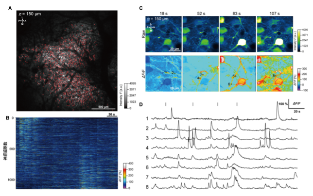 図2. 同一個体での多数の神経細胞群から微細なスパイン構造までカルシウムイメージング
A.	大脳皮質のおよそ2mm四方の広範囲で多数の神経細胞の観察結果。
B.	図2A中の各細胞のカルシウム濃度変化のヒートマップ。
C.	大脳皮質の神経細胞の細胞体、樹状突起、微細構造の樹状突起スパインの観察結果
D.	図2Cに数字で示された領域にて検出された神経細胞の活動データ。