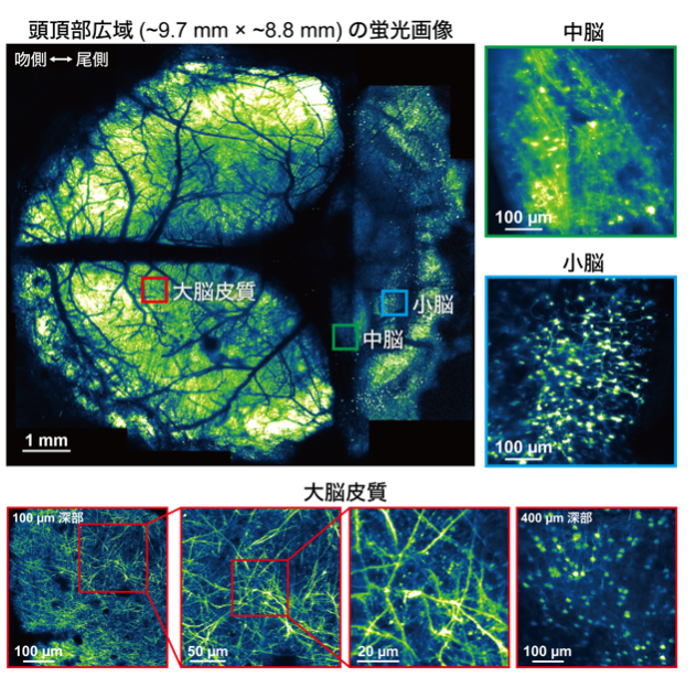 図3. 大脳皮質から小脳までの頭頂部広域の二光子イメージングによる神経細胞の可視化

大脳皮質から小脳までのおよそ直径9 mmを二光子励起顕微鏡法でイメージングした観察結果。ここでは、神経細胞に蛍光タンパク質YFPを発現するマウスにNIRE法を施したのち観察を行った。広域を観察後、高倍率の対物レンズを使用して四角で示した大脳皮質、中脳および小脳の神経細胞の微細形態を観察した。