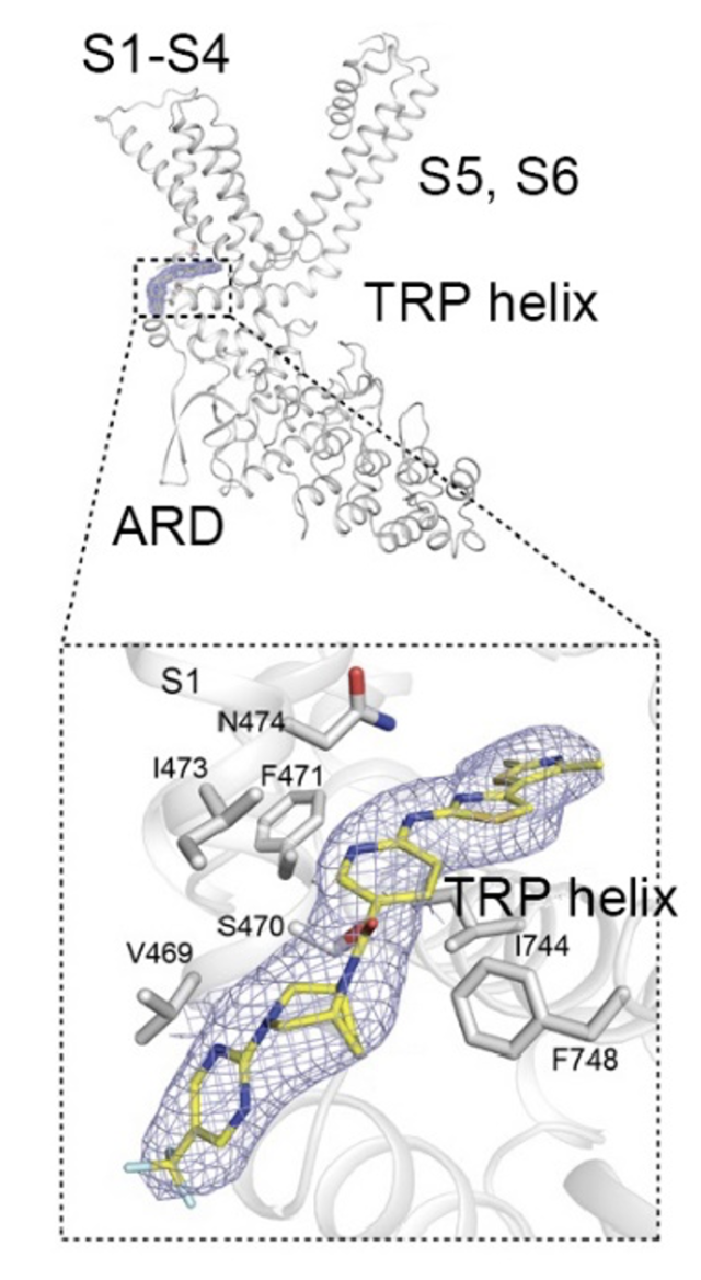 図3. ヒトTRPV4への2',4'-dimethyl-[4,5'-bithiazol]-2-yl amino derivativesの結合




低温電子顕微鏡法によるヒトTRPV4の一部と2',4'-dimethyl-[4,5'-bithiazol]-2-yl amino derivatives（化合物２）の構造。

化合物２もヒトTRPV4のVoltage Sensing-Like Domains (VSLD)に結合することが分かりました。青い網のように見えるのが化合物２。化合物２の結合には、S1のV（バリン）469, S（セリン）470, I（イソロイシン）473、S4の N474とY591、TRP ヘリックスのI744 とF748が関わっていることが明らかになりました。