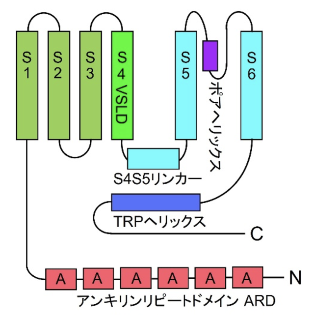 図1. TRPV4の一つサブユニットの構造モデル

6回の膜貫通ドメイン（S1 - S6）をもち、カルボキシル末端（C）のTRPヘリックスはS4S5リンカーに近く、イオンチャネル機能の制御に関わっています。第4膜貫通ドメイン（S4）にVoltage Sensing-Like Domains (VSLD)があります。アミノ末端（N）のアンキリンリピートドメインにはさまざまな蛋白質が結合してイオンチャネル機能を制御します。