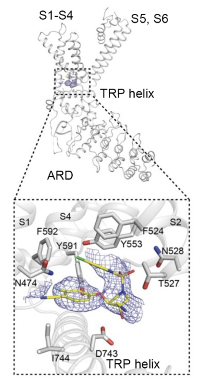 図2. ヒトTRPV4へのGSK3527497の結合

低温電子顕微鏡法によるヒトTRPV4の一部とGSK3527497（化合物１）の構造。

化合物１はヒトTRPV4のVoltage Sensing-Like Domains (VSLD)に結合することが分かりました。青い網のように見えるのがGSK3527497。

化合物１の結合には、膜貫通 ヘリックスS2のF（フェニルアラニン）524とT（スレオニン）527、S4の Y（チロシン）591とF592、S3のY553、S1のN（アスパラギン）474、TRP ヘリックスの D（アスパラギン酸）743が関わっていることが明らかになりました。
